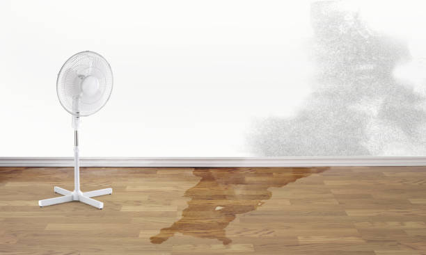 Best Professional water damage repair  in Granger, TX